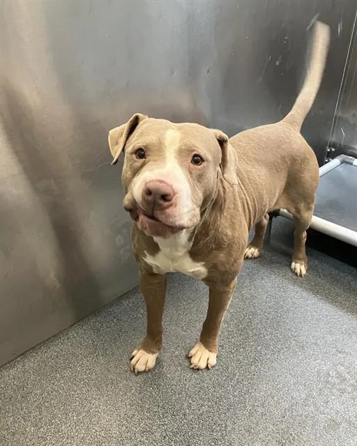 An adult large-sized male Pit Bull Terrier dog named Philip for adoption in Dallas, TX