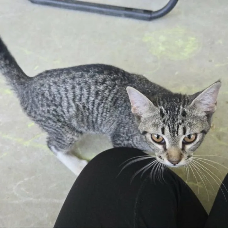 A young small-sized female Black & White / Tuxedo Domestic Short Hair cat named Marley for adoption in Enterprise, AL