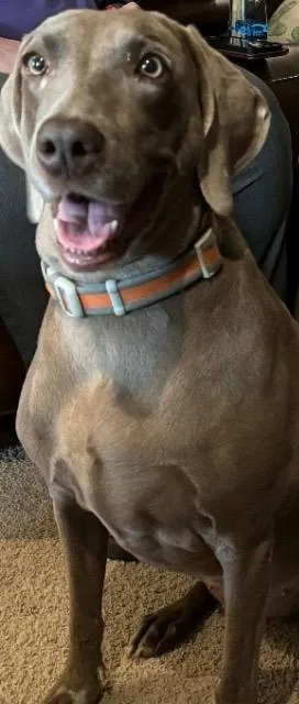 A senior large-sized female Weimaraner dog named Misty for adoption in Fayetteville, AR