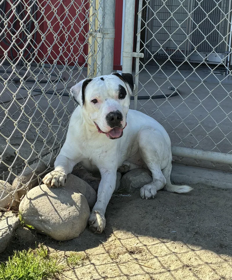 An adult medium-sized male Black American Staffordshire Terrier dog named Beasty for adoption in Delano, CA