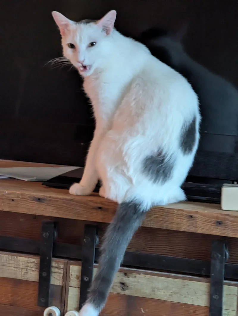 An adult medium-sized male Gray & White Domestic Short Hair cat named Walter for adoption in Waterloo, IA