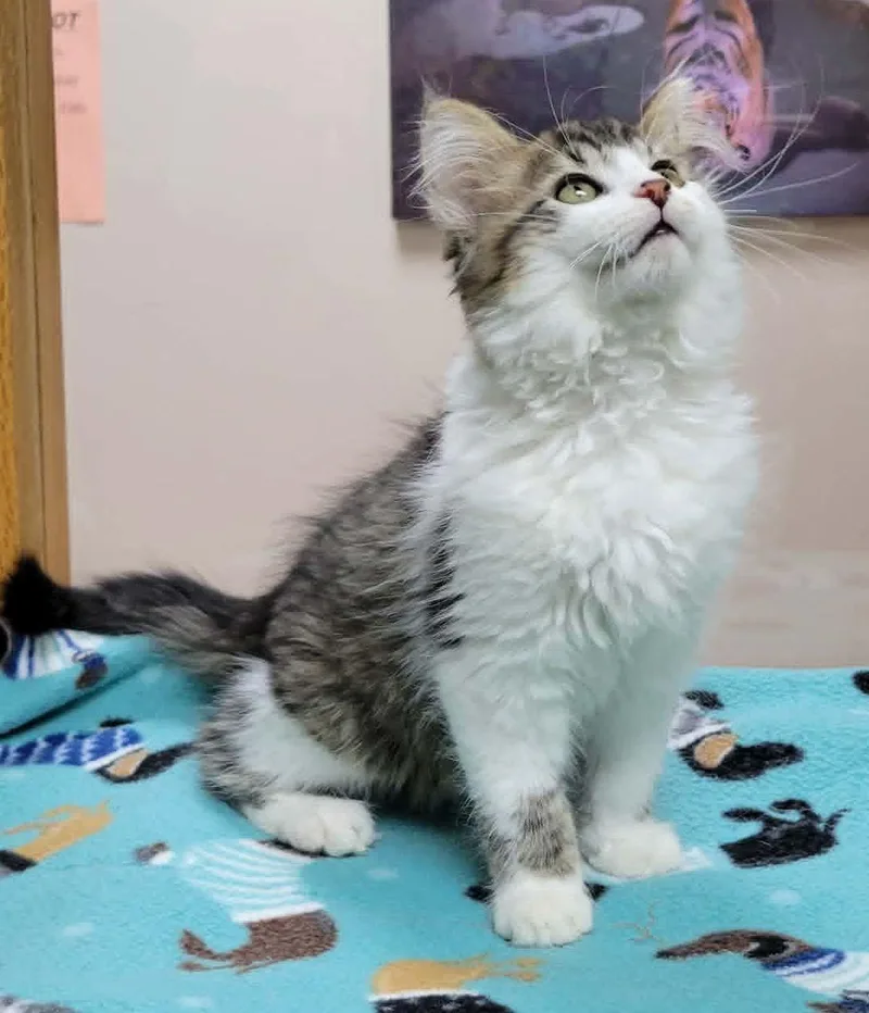 Smudge