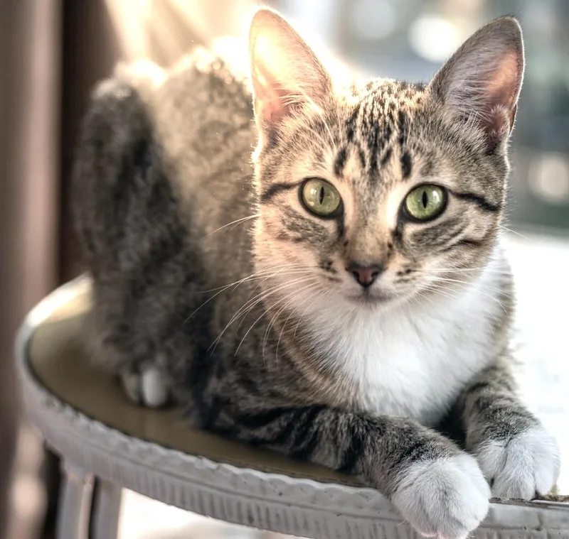 A young medium-sized female Buff & White American Shorthair cat named Holly Golightly for adoption in Guntersville, AL