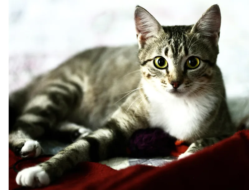 Holly Golightly thumbnail 2