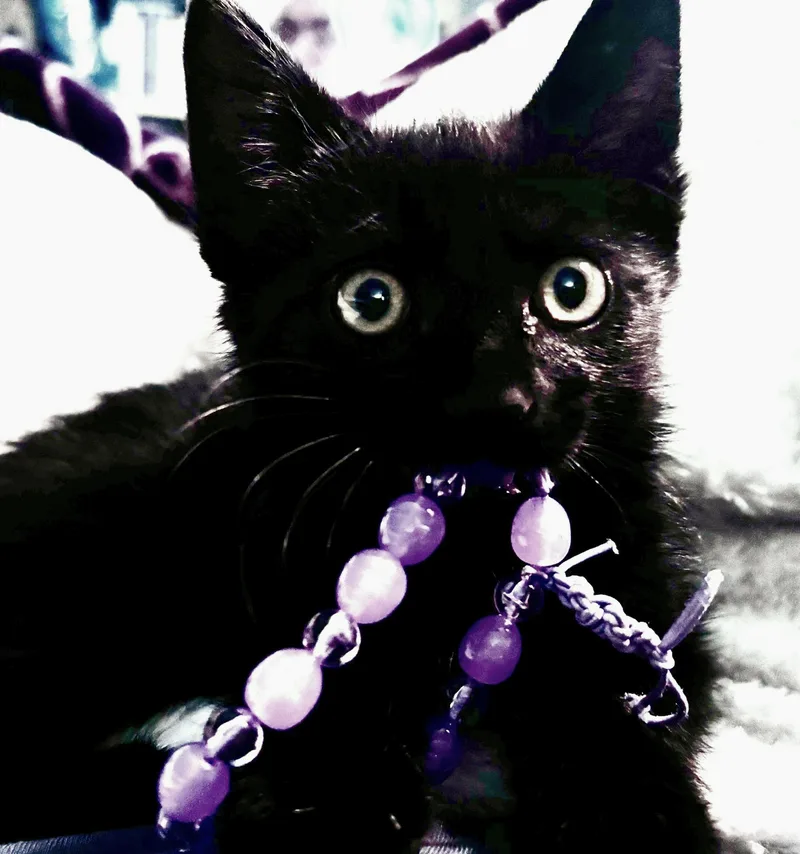 A baby medium-sized male Domestic Medium Hair cat named Scooter for adoption in Buhl, ID
