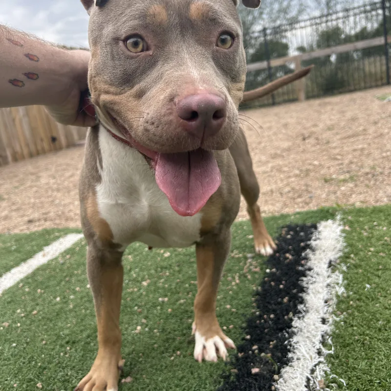 A young medium-sized female Brown / Chocolate American Bully dog named Holly for adoption in Seward, NE