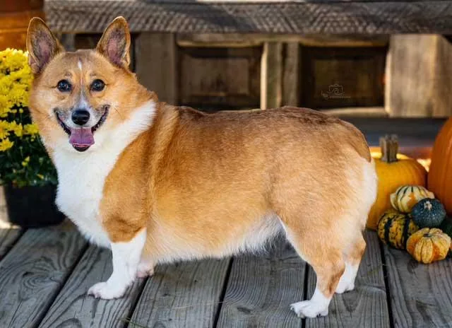 An adult small-sized female Corgi dog named Zoey for adoption in Franklin, TN