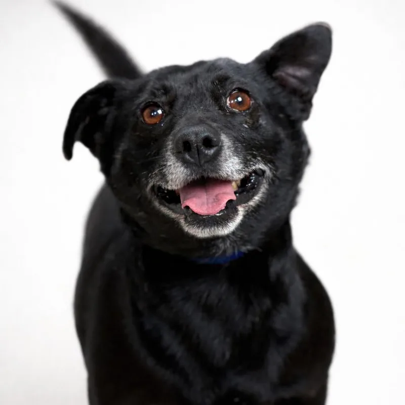 An adult small-sized male Black Mixed Breed dog named Mack for adoption in Hondo, TX