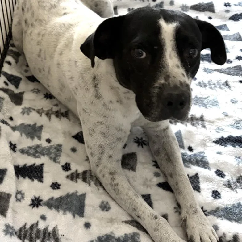 A young medium-sized male White / Cream Mixed Breed dog named Dandy for adoption in Lake Jackson, TX