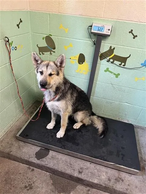 A young large-sized female German Shepherd Dog dog named Ladybird for adoption in Sacramento, CA
