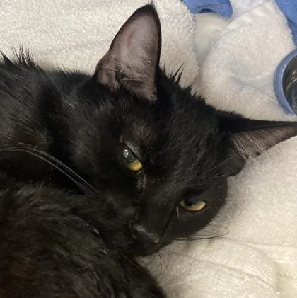 An adult medium-sized female Domestic Short Hair cat named Banana Split for adoption in Cincinnati, OH