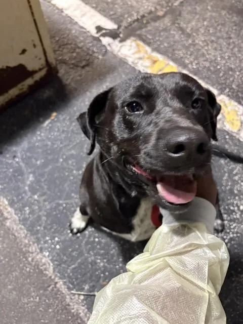 An adult large-sized female Pit Bull Terrier dog named Berry for adoption in Saint Cloud, FL