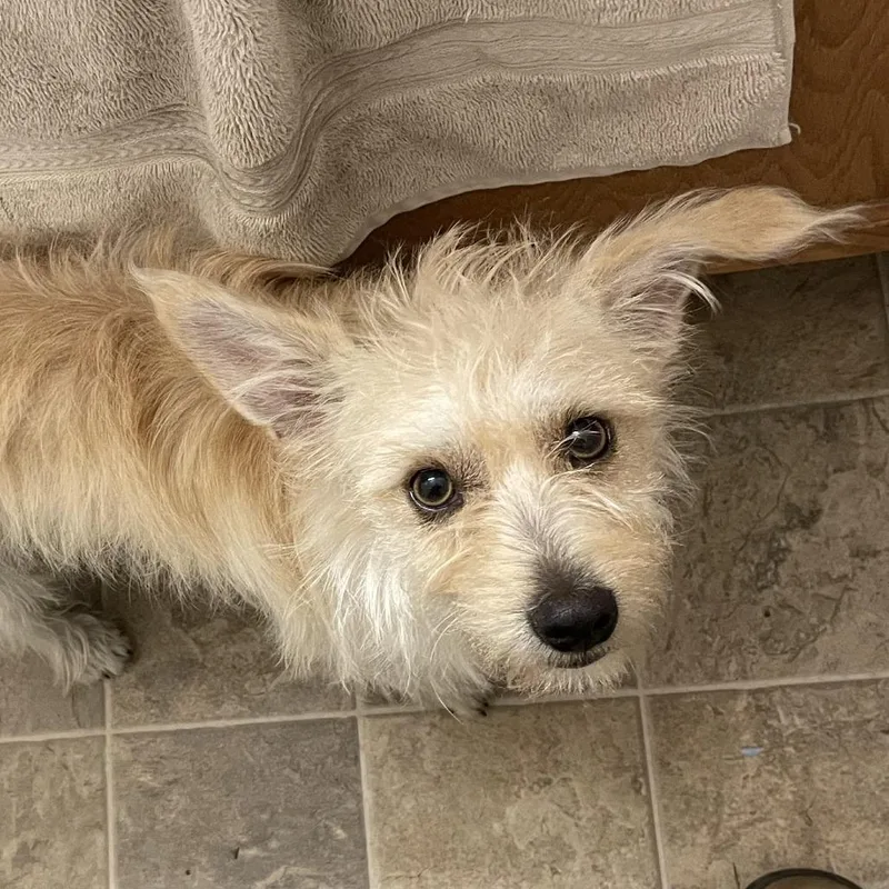 An adult small-sized male Terrier dog named Gordo for adoption in Tacoma, WA