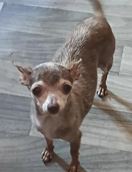 An adult small-sized female Chihuahua dog named Cookie in TX for adoption in Cranston, RI