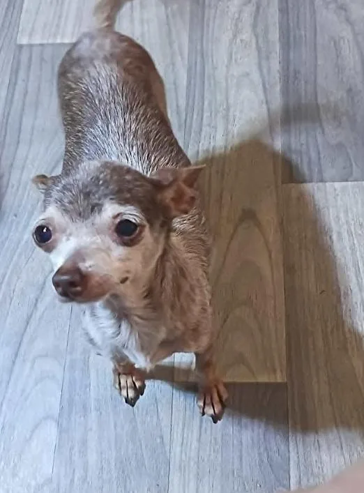 Cookie in TX thumbnail 2