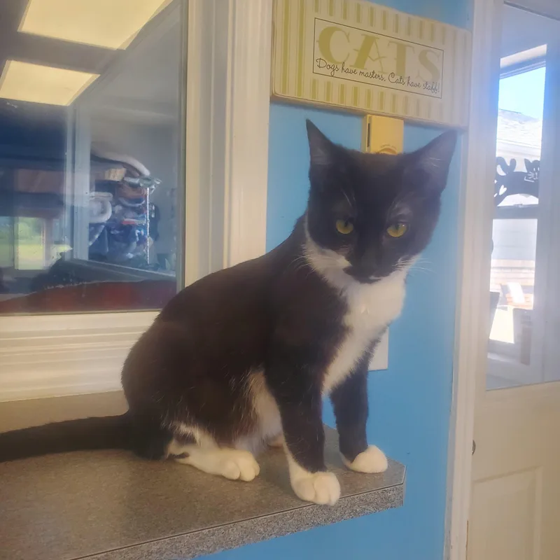 A baby small-sized male Black & White / Tuxedo Domestic Short Hair cat named Gordon for adoption in Polson, MT