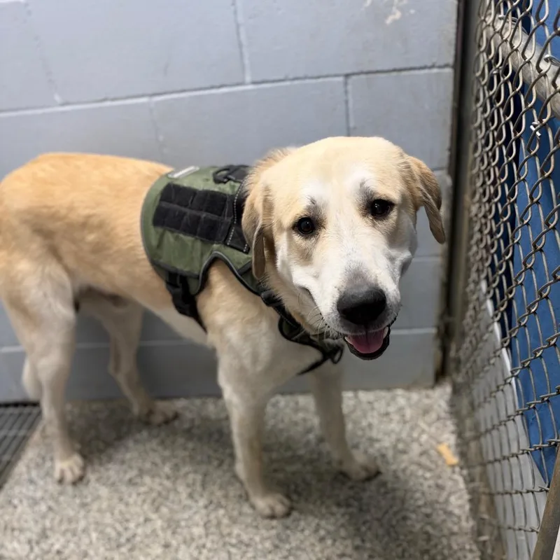 A young extra large-sized male White / Cream Great Pyrenees dog named Bear for adoption in Collinsville, OK