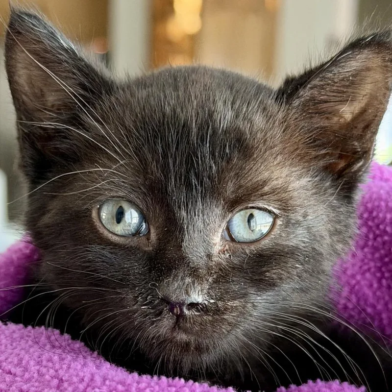 A baby small-sized male Black Domestic Short Hair cat named Nibbler for adoption in Lakeland, FL