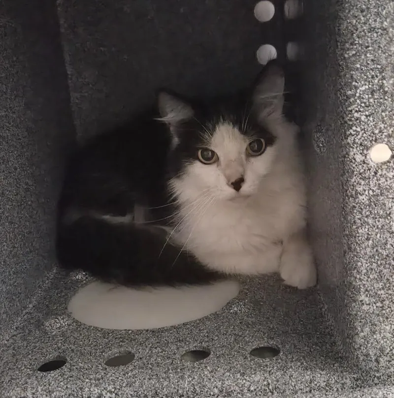 A young medium-sized female Domestic Short Hair cat named Mel for adoption in Athens, TN
