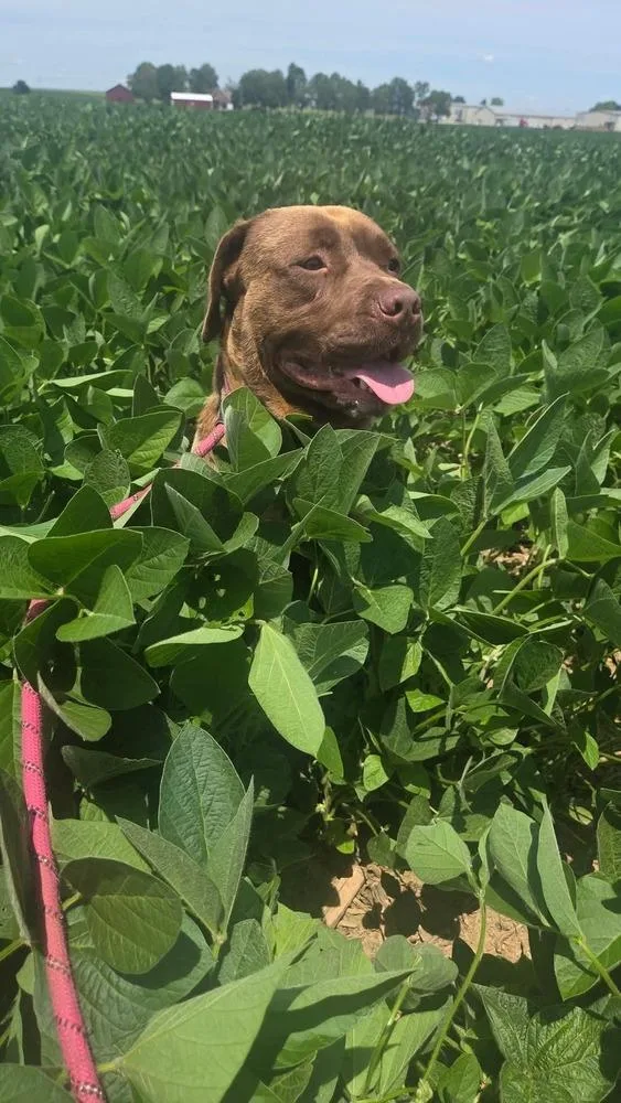 An adult large-sized male Brown / Chocolate Retriever dog named Floppy for adoption in Evansville, IN