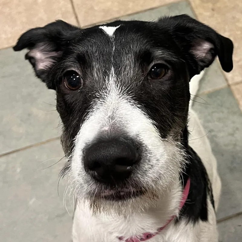 A young medium-sized female White / Cream Mixed Breed dog named Raya for adoption in Chattanooga, TN