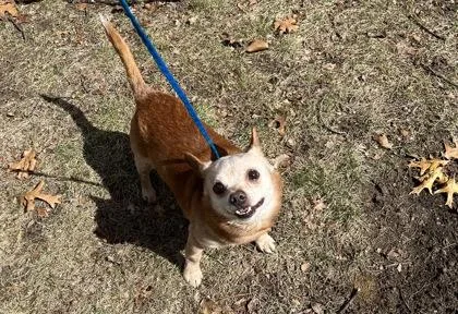 A senior small-sized male Chihuahua dog named Hot Potato for adoption in Westland, MI