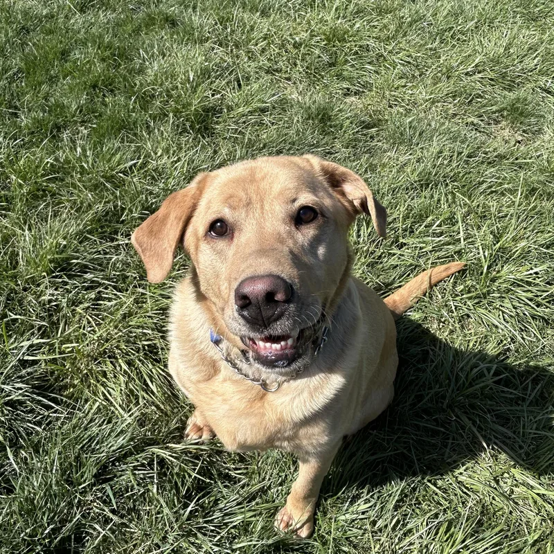 An adult large-sized male Yellow / Tan / Blond / Fawn Yellow Labrador Retriever dog named Mikey for adoption in Plummer, ID