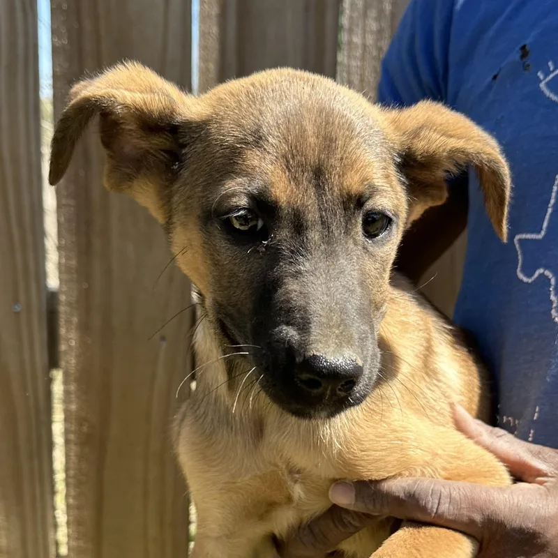 Peaches  Local April