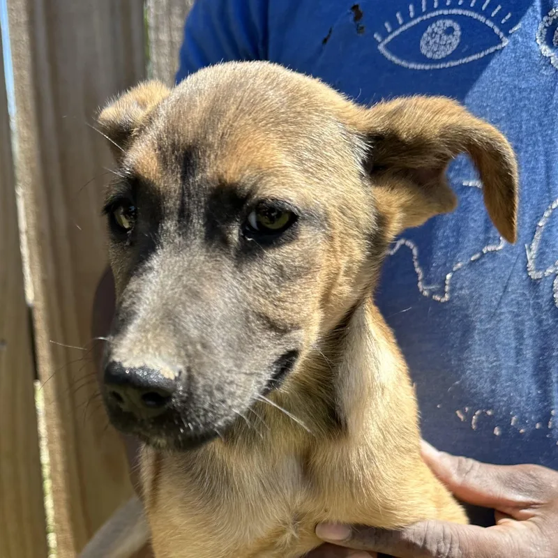 Peaches  Local April thumbnail 2