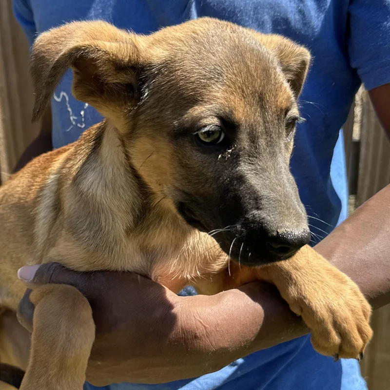 Peaches  Local April thumbnail 3