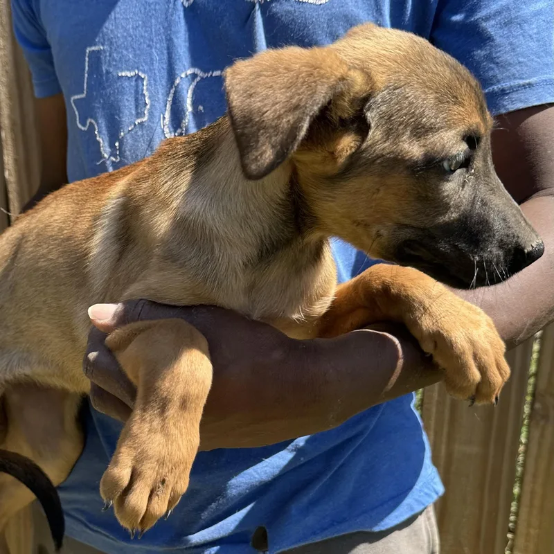 Peaches  Local April thumbnail 4