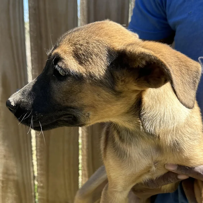 Peaches  Local April thumbnail 5