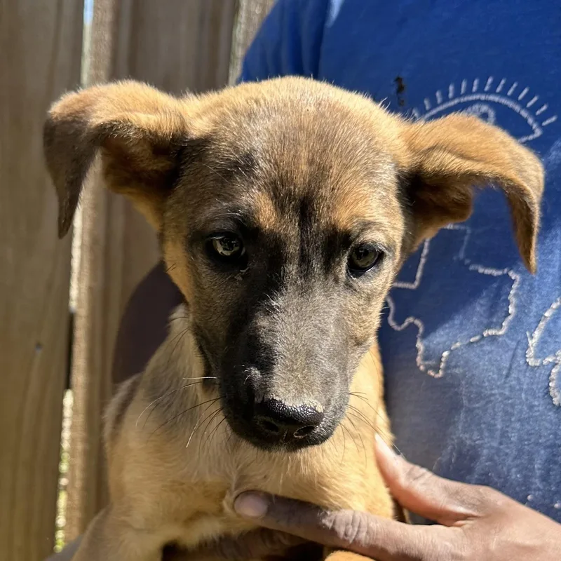 Peaches  Local April thumbnail 6