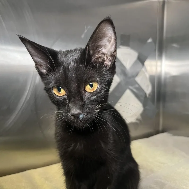 A young small-sized female Domestic Short Hair cat named Crocus for adoption in Palm Springs, CA