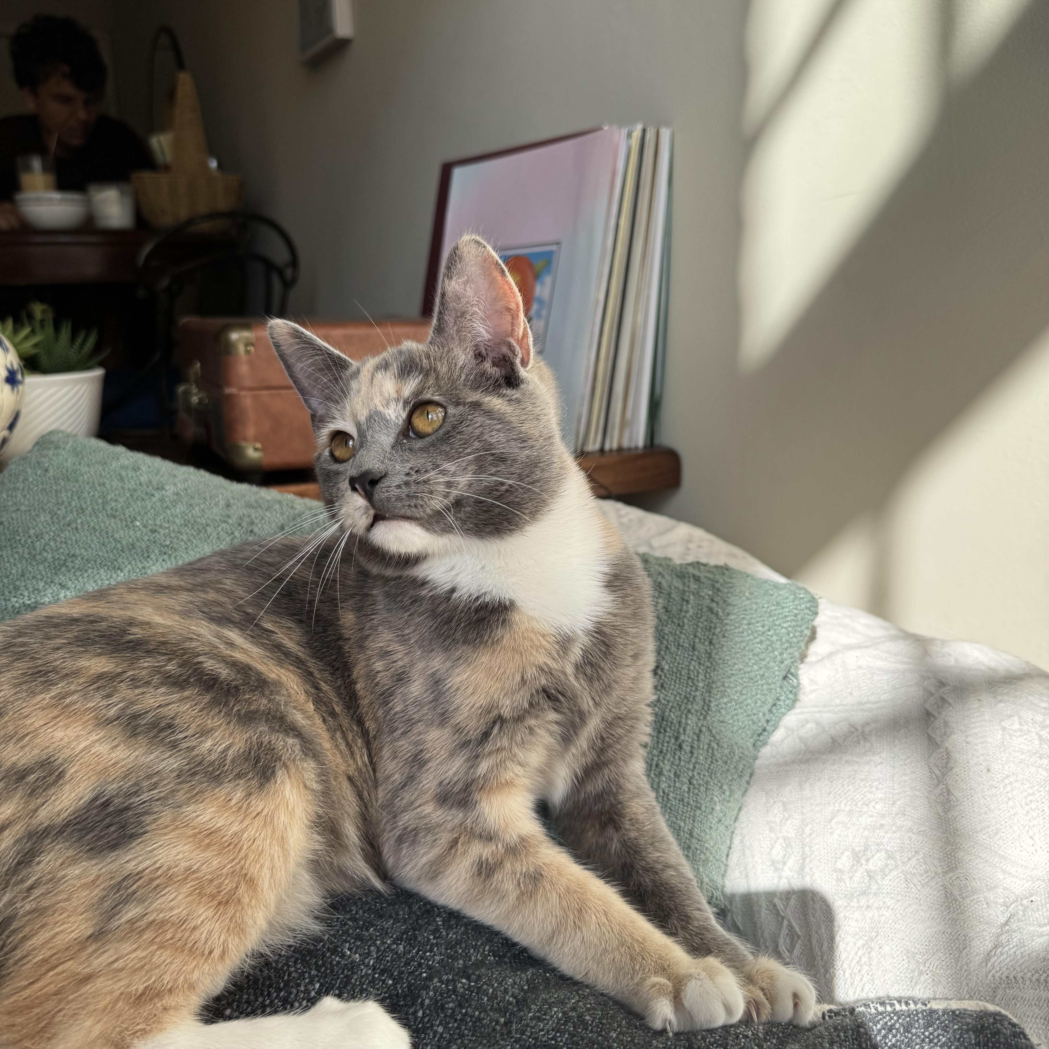 Buttercup thumbnail 2