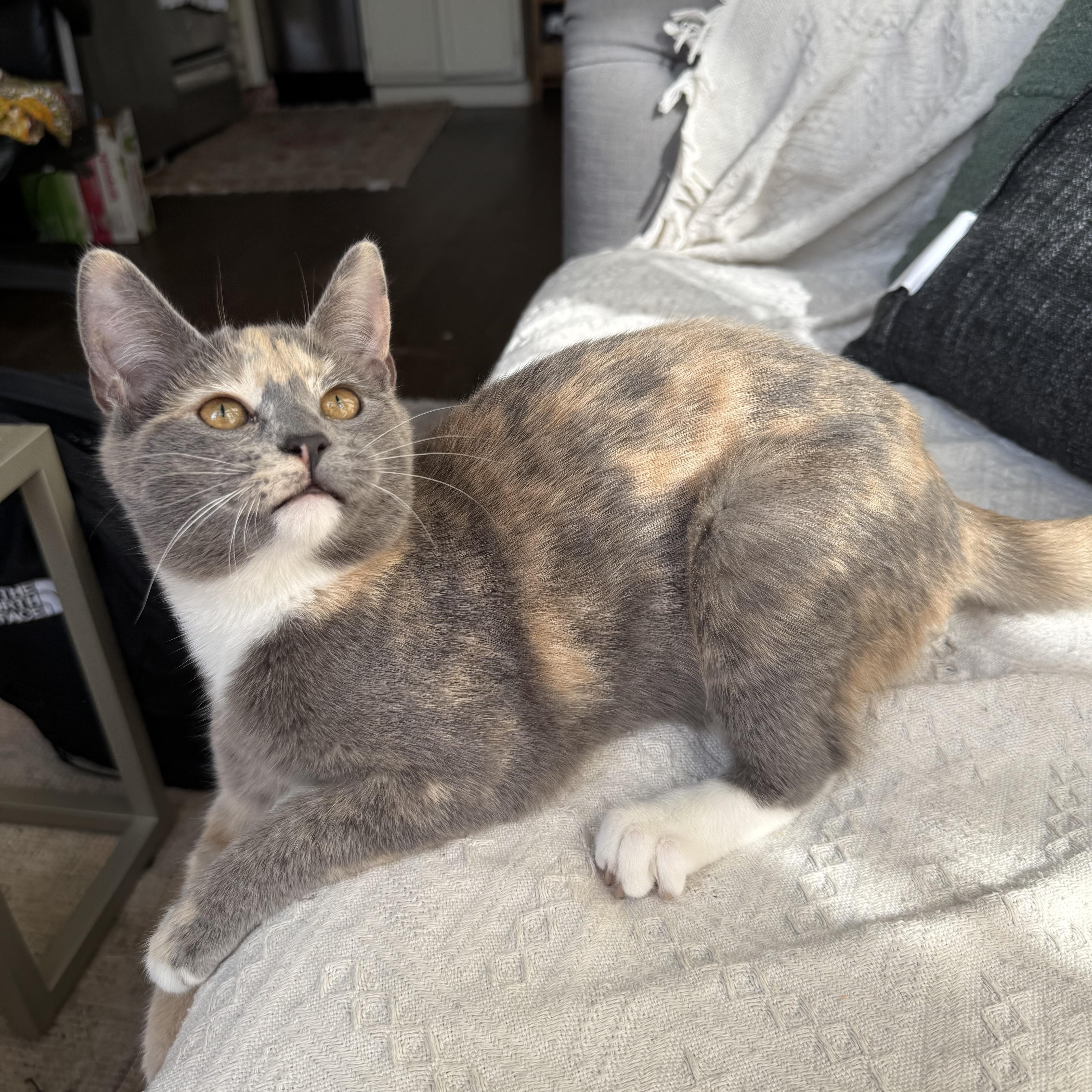 Buttercup thumbnail 3