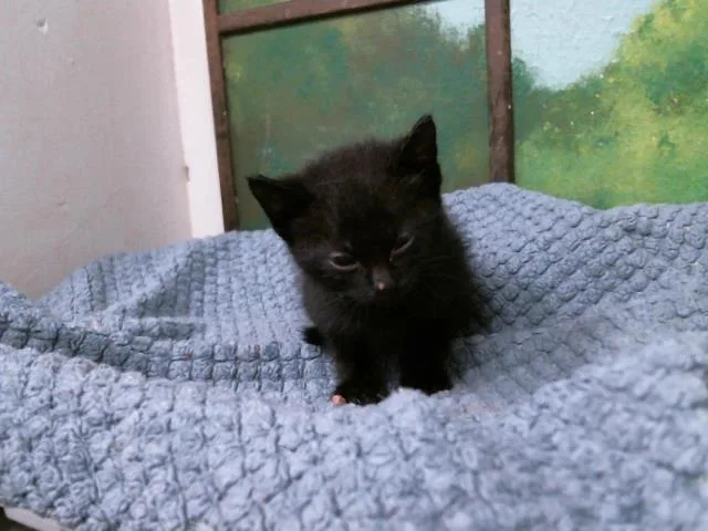 A baby small-sized male Domestic Short Hair cat named Beau for adoption in Houston, TX