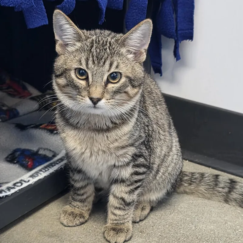 Irish Cream thumbnail 2