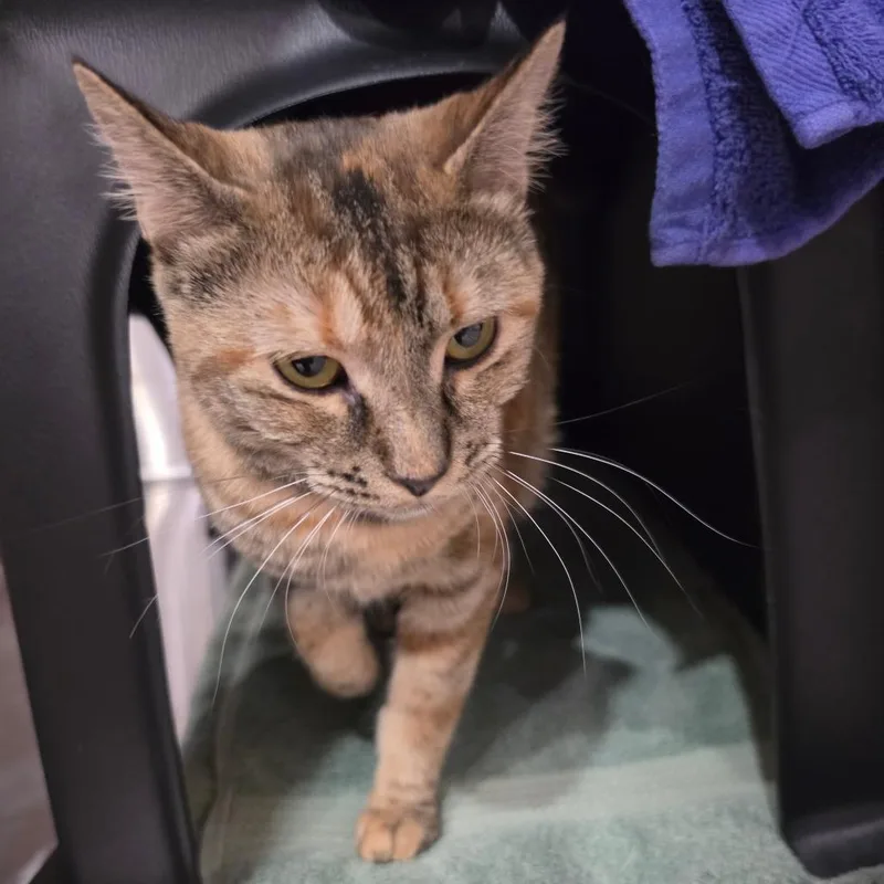 An adult medium-sized female Orange / Red Domestic Short Hair cat named Callie for adoption in Spokane, WA