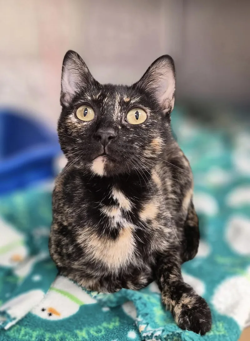 An adult small-sized female Tortoiseshell Domestic Short Hair cat named Crochet for adoption in Woodstock, IL