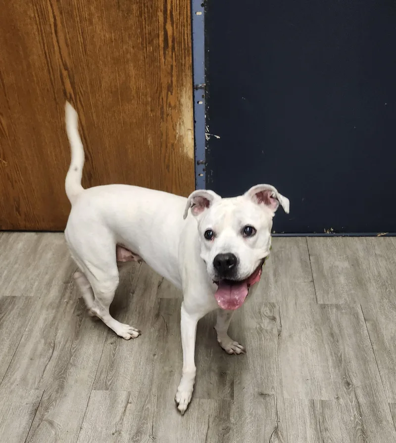 An adult large-sized female White / Cream Pit Bull Terrier dog named Daisy Mae for adoption in Mansfield, OH
