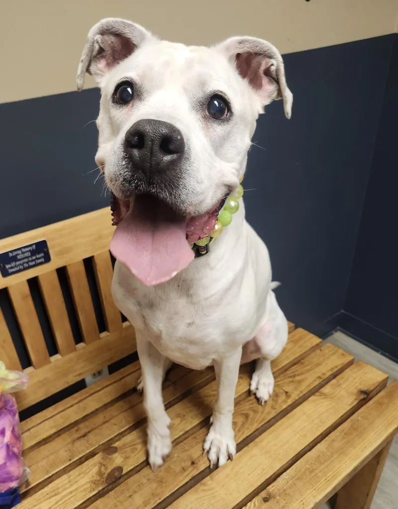 Daisy Mae thumbnail 2