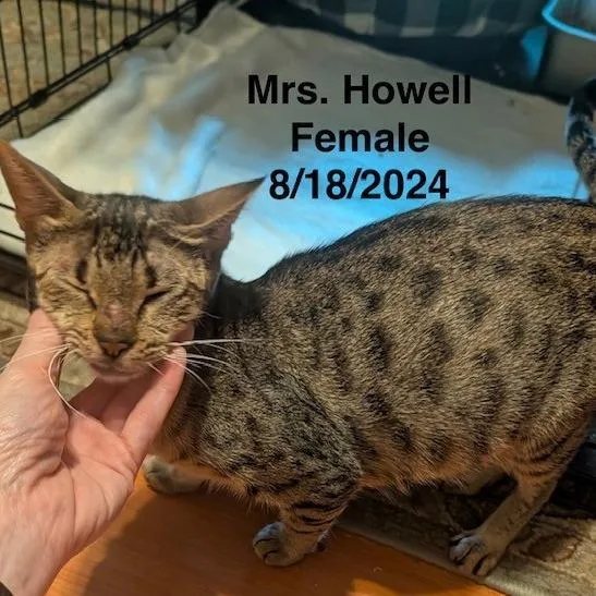 Lady Howell thumbnail 3