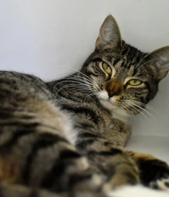 An adult medium-sized female Tabby (Brown / Chocolate) Domestic Short Hair cat named Eagle for adoption in Marietta, GA