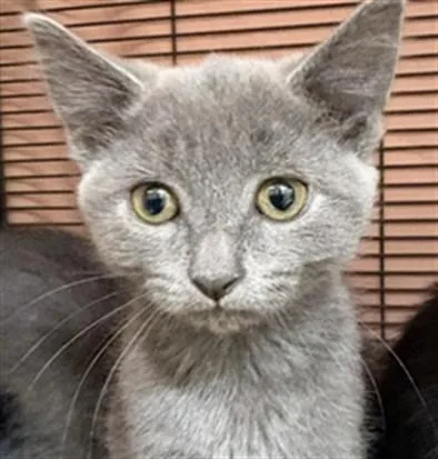 A baby small-sized female Domestic Short Hair cat named Sprite for adoption in Aliquippa, PA