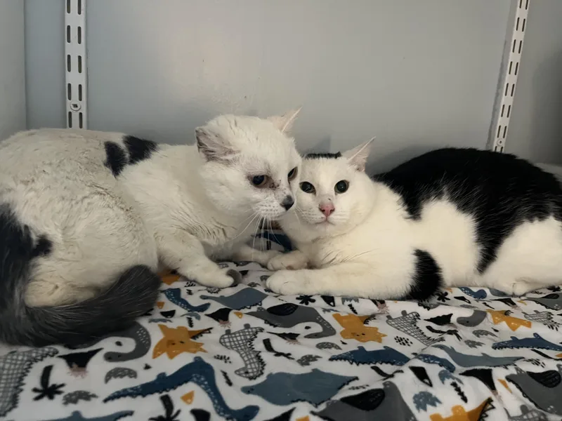 O'kelley thumbnail 2