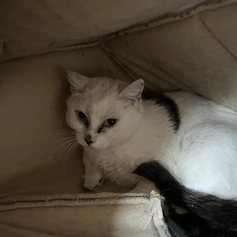 O'kelley thumbnail 3