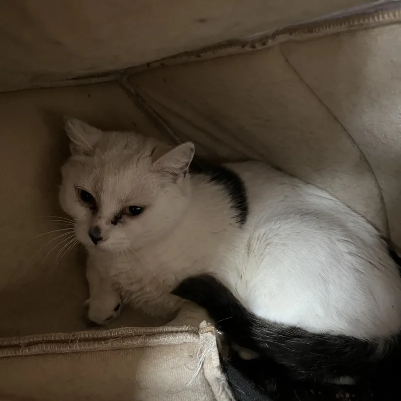 O'kelley thumbnail 4