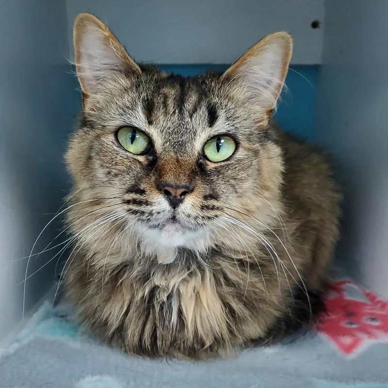 Polly  Purrmanent Resident thumbnail 2