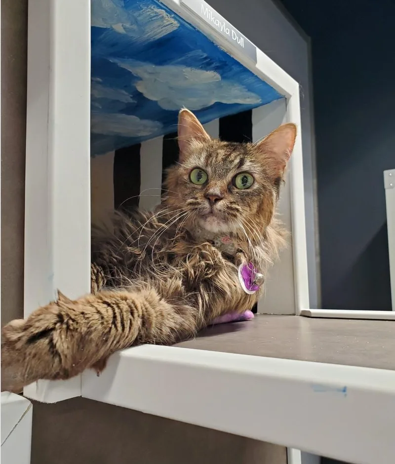 Polly  Purrmanent Resident thumbnail 3